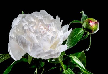 Beautiful Blooming white peony festiva maxima on a black background. Flower head close-up.
