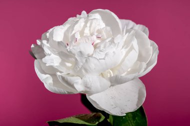 Beautiful Blooming white peony festiva maxima on a pink background. Flower head close-up.