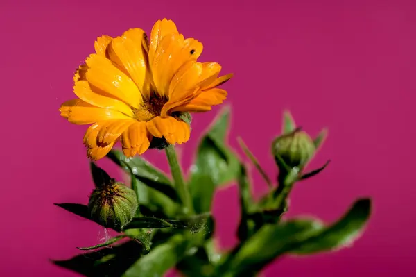 Stock image Beautiful Blooming Calendula officinalis flowers on a pink background. Flower head close-up.