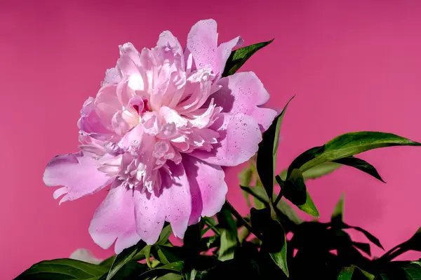 stock image Beautiful Blooming pink peony Alexander Fleming on a pink background. Flower head close-up.