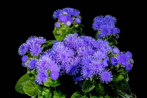 stock image Beautiful Blooming blue Ageratum Bluemink flowers on a black background. Flower head close-up.