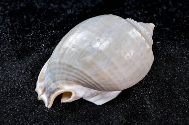 Siyah kum arka planında Phalium glaucum deniz kabuğunun yakın çekimi