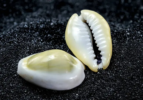 Stock image Close-up of Cypraea annulus sea shell on a black sand background