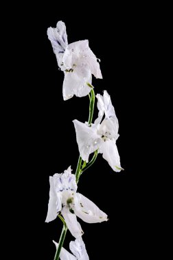 Güzel çiçek açan beyaz Delphinium çiçeği siyah bir arka planda izole edilmiş. Çiçek başlıklı yakın plan..