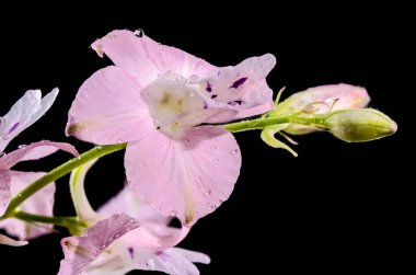 Güzel çiçek açan pembe Delphinium çiçeği siyah bir arka planda izole edilmiş. Çiçek başlıklı yakın plan..