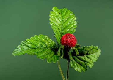 Güzel Blooming Red Duchesnea indica ya da yeşil arka planda sahte çilek. Çiçek başlıklı yakın plan..