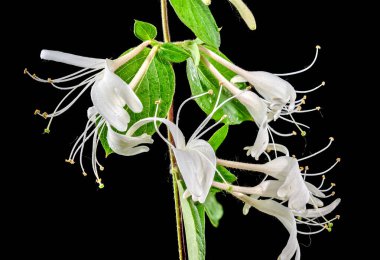 Siyah arka planda çiçek açan güzel beyaz süs hanımı. Çiçek başlıklı yakın plan..