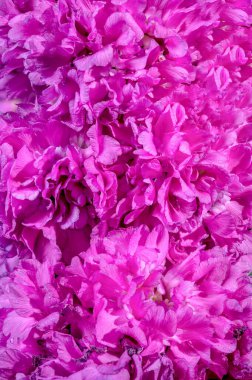 Yeşil arka planda güzel Blooming Lichnis viscaria Pembe Rosea Plena. Çiçek başlıklı yakın plan..