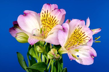Mavi arka planda çiçek açan güzel pembe Alstroemeria çiçeği. Çiçek başlıkları yakın plan..