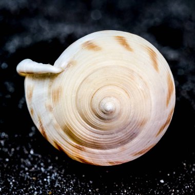 Siyah kum arka planında Semicassis japonica deniz kabuğunun yakın çekimi