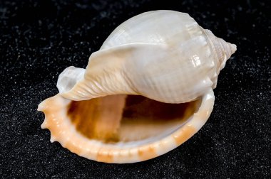 Siyah kum arka planında Phalium glaucum deniz kabuğunun yakın çekimi