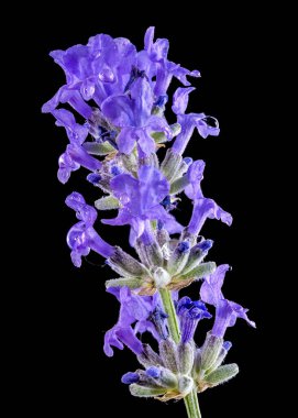 Siyah arka planda çiçek açan güzel lavanta çiçeği. Çiçek başlıklı yakın plan..