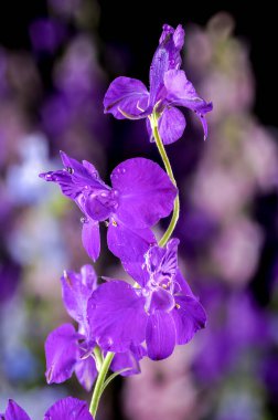 Güzel çiçek açan mor Delphinium çiçeği siyah bir arka planda izole edilmiş. Çiçek başlıklı yakın plan..