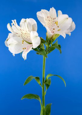 Mavi arka planda çiçek açan güzel beyaz Alstroemeria çiçeği. Çiçek başlıkları yakın plan..