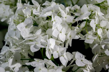 Beyaz ortanca çalısı çiçeği siyah arka planda izole edilmiş. Çiçek başlıklı yakın plan..