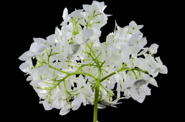 Beyaz ortanca çalısı çiçeği siyah arka planda izole edilmiş. Çiçek başlıklı yakın plan..