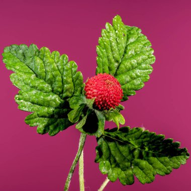 Güzel Blooming Red Duchesnea indica ya da pembe arka planda sahte çilek. Çiçek başlıklı yakın plan..