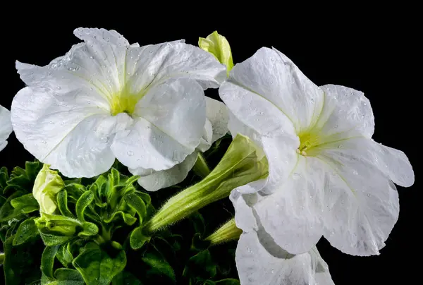 stock image Beautiful Blooming white Petunia surfinia snow flowers on a black background. Flower head close-up.