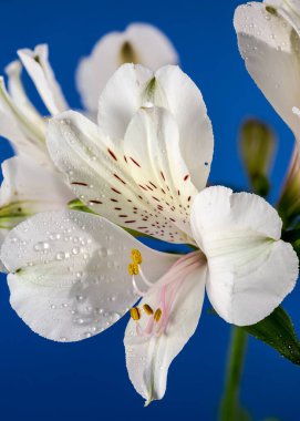Mavi arka planda çiçek açan güzel beyaz Alstroemeria çiçeği. Çiçek başlıkları yakın plan..