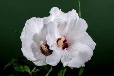 Beautiful Blooming white clematis Arabella flower on a green background. Flower head close-up. clipart