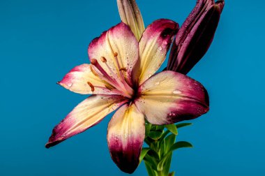 Mavi arka planda çiçek açan turuncu bir nilüfer çiçeği. Çiçek başlıklı yakın plan..