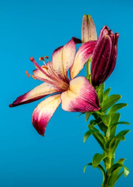 Mavi arka planda çiçek açan turuncu bir nilüfer çiçeği. Çiçek başlıklı yakın plan..