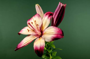 Yeşil arka planda çiçek açan turuncu bir nilüfer çiçeği. Çiçek başlıklı yakın plan..