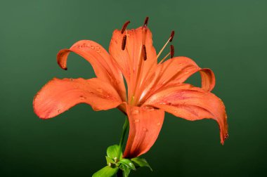 Yeşil arka planda güzel turuncu Asya zambağı çiçeği. Çiçek başlıklı yakın plan..