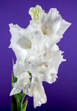 Güzel çiçek açan beyaz gladiolus Büyük İskender mor arka planda. Çiçek başlıklı yakın plan..