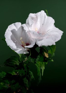 Beautiful Blooming white clematis Arabella flower on a green background. Flower head close-up. clipart