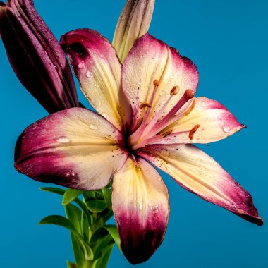 Mavi arka planda çiçek açan turuncu bir nilüfer çiçeği. Çiçek başlıklı yakın plan..