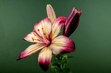 Yeşil arka planda çiçek açan turuncu bir nilüfer çiçeği. Çiçek başlıklı yakın plan..