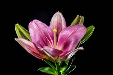 Güzel çiçek açan pembe zambak siyah bir arka planda izole edilmiş. Çiçek başlıklı yakın plan..