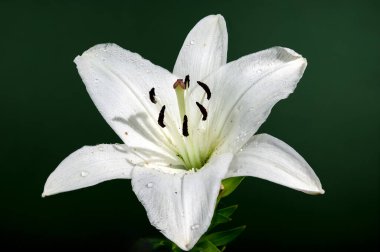 Yeşil arka planda çiçek açan güzel beyaz zambak çiçeği. Çiçek başlıklı yakın plan..