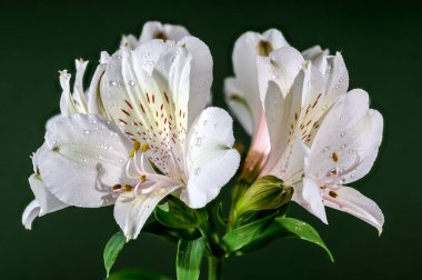 Yeşil arka planda çiçek açan güzel beyaz Alstroemeria çiçeği. Çiçek başlıkları yakın plan..