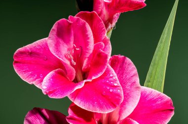 Yeşil arka planda güzel Blooming Pembe Gladiolus Invitatie. Çiçek başlıklı yakın plan..