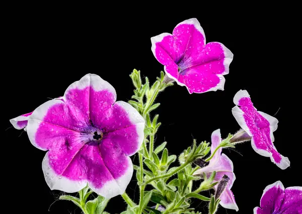 stock image Beautiful Blooming purple Petunia Cascadias Rim Magenta on a black background. Flower head close-up.