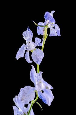 Güzel çiçek açan mavi Delphinium çiçeği siyah bir arka planda izole edilmiş. Çiçek başlıklı yakın plan..