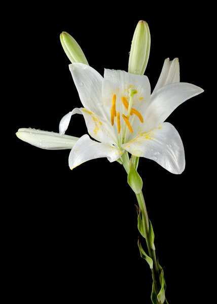 Beautiful Blooming white lily flower on a black background. Flower head close-up.