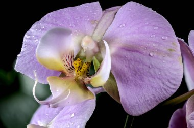 Güzel pembe orkide çiçeği siyah arka planda izole edilmiş. Çiçek başlıklı yakın plan..