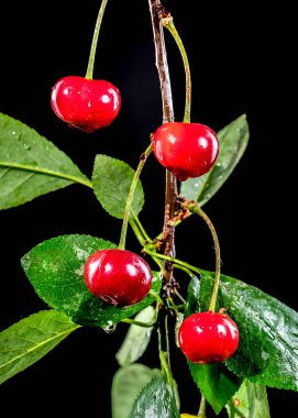 Siyah arka planda izole edilmiş güzel vahşi kiraz. Çiçek başlıklı yakın plan..