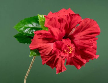 Yeşil arka planda güzel, kırmızı, çiçek açan çift amber çiçeği. Çiçek başlıklı yakın plan..