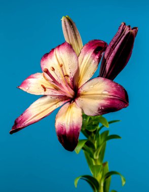 Mavi arka planda çiçek açan turuncu bir nilüfer çiçeği. Çiçek başlıklı yakın plan..