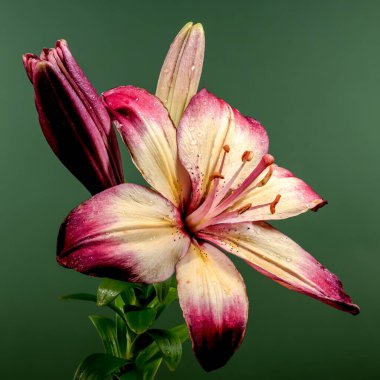 Yeşil arka planda çiçek açan turuncu bir nilüfer çiçeği. Çiçek başlıklı yakın plan..