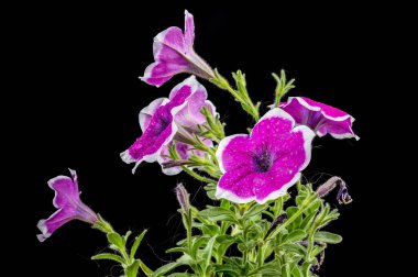 Güzel, mor Petunia Cascadias Rim Magenta siyah arka planda. Çiçek başlıklı yakın plan..