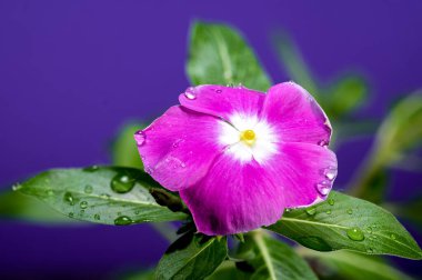 Mor arka planda güzel bir çiçek açan pembe Catharanthus gülü. Çiçek başlıklı yakın plan..