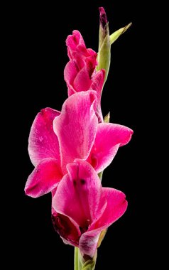 Güzel Blooming Pembe Gladiolus Invitatie siyah arka planda. Çiçek başlıklı yakın plan..