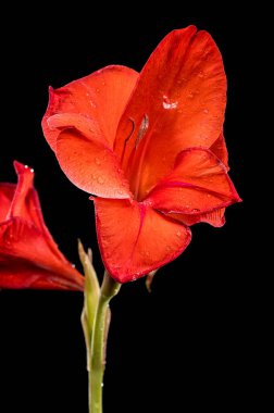 Güzel Blooming Red Gladiolus Oscar 'ı siyah arka planda. Çiçek başlıklı yakın plan..