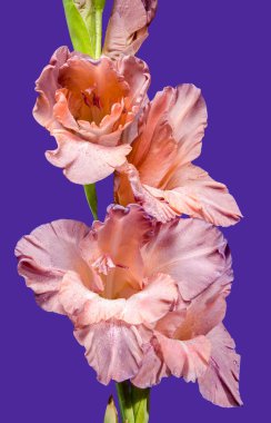 Mor arka planda güzel bir çiçek açan gladiolus çikolatası. Çiçek başlıklı yakın plan..