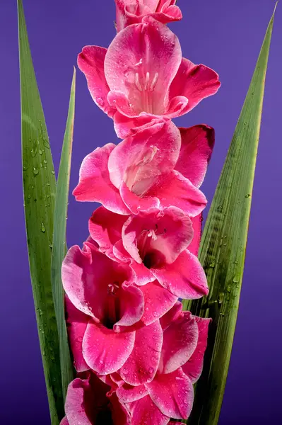 Güzel pembe Gladiolus Invitatie mor bir arka planda. Çiçek başlıklı yakın plan..